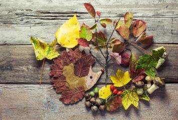 A creative hedgehog art piece made with colorful autumn leaves, acorns, berries, and mushrooms arranged on a rustic wooden surface, showcasing fall crafts and natural textures : Stock Photo or Stock Video Download rcfotostock photos, images and assets rcfotostock | RC Photo Stock.: