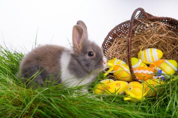 A cute gray and white bunny sitting in grass beside a wicker basket filled with colorful Easter eggs, symbolizing Easter celebrations, springtime, and joy in a festive and natural setting : Stock Photo or Stock Video Download rcfotostock photos, images and assets rcfotostock | RC Photo Stock.: