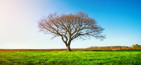 A lonely tree on a green meadow, a vibrant rural landscape with blue sky- Stock Photo or Stock Video of rcfotostock | RC-Photo-Stock