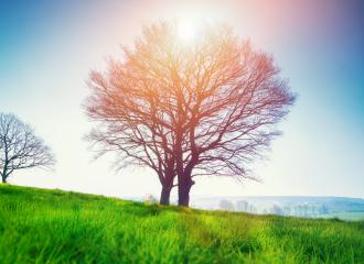 A lonely tree on a green meadow, a vibrant rural landscape with blue sky- Stock Photo or Stock Video of rcfotostock | RC-Photo-Stock