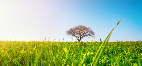 A lonely tree on a green meadow, a vibrant rural landscape with blue sky- Stock Photo or Stock Video of rcfotostock | RC Photo Stock