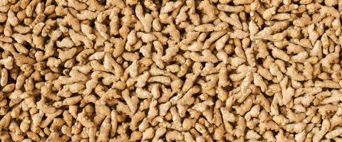 A lot of Ginger Root. ginger harvest. ginger root food background, banner size, top view- Stock Photo or Stock Video of rcfotostock | RC Photo Stock