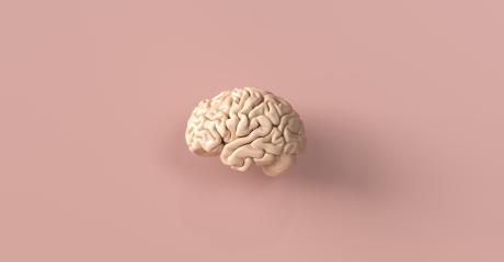A realistic 3D rendering of a human brain displayed against a soft pink background with detailed folds and smooth texture : Stock Photo or Stock Video Download rcfotostock photos, images and assets rcfotostock | RC Photo Stock.: