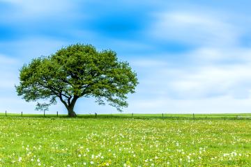 A solitary green tree stands in a vibrant grassy field dotted with yellow and white wildflowers under a bright blue sky with soft clouds : Stock Photo or Stock Video Download rcfotostock photos, images and assets rcfotostock | RC Photo Stock.: