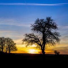 A stunning sunset behind the silhouette of a leafless tree with a vibrant gradient sky transitioning from yellow to deep blue over a quiet countryside- Stock Photo or Stock Video of rcfotostock | RC Photo Stock