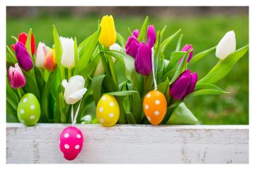 A vibrant arrangement of colorful tulips and polka-dotted Easter eggs in a white wooden planter, set against a lush green outdoor background, symbolizing spring, renewal, and festive celebration : Stock Photo or Stock Video Download rcfotostock photos, images and assets rcfotostock | RC Photo Stock.: