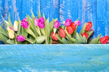 A vibrant arrangement of tulips in red, pink, and yellow against a weathered blue wooden background, emphasizing freshness and color contrasts.tulips, vibrant tulips, red tulips, pink tulips, yellow : Stock Photo or Stock Video Download rcfotostock photos, images and assets rcfotostock | RC Photo Stock.: