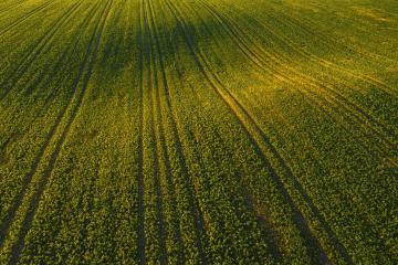 Aerial drone top view of cultivated wavy green field, abstract texture of agricultural plantation from above- Stock Photo or Stock Video of rcfotostock | RC Photo Stock