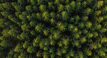 Aerial top view of green trees in forest in rural germany. Drone photography- Stock Photo or Stock Video of rcfotostock | RC Photo Stock