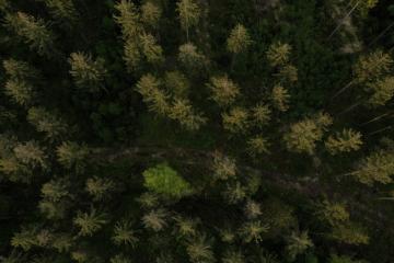 Aerial top view of summer green trees in forest - Drone shot : Stock Photo or Stock Video Download rcfotostock photos, images and assets rcfotostock | RC Photo Stock.: