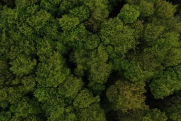 Aerial top view of trees in forest- Stock Photo or Stock Video of rcfotostock | RC Photo Stock