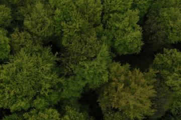 Aerial top view of trees in forest. drone shot : Stock Photo or Stock Video Download rcfotostock photos, images and assets rcfotostock | RC Photo Stock.: