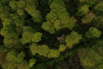 Aerial viev green forest on a spring day, natural background. Photo from the drone : Stock Photo or Stock Video Download rcfotostock photos, images and assets rcfotostock | RC Photo Stock.: