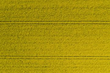 Aerial view of a rapeseed field and tracks from tractor. Beautiful agricultural texture or background of summer agriculture landscape. canola farm from above. Drone shot- Stock Photo or Stock Video of rcfotostock | RC Photo Stock