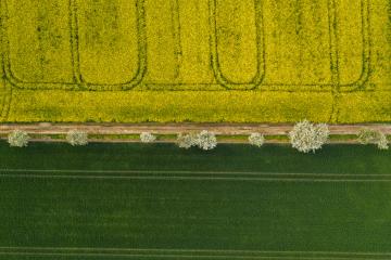 Aerial view of a rapeseed field in bloom phase and a corn field with path of tree at spring time. Ecology agriculture near farm. drone shot- Stock Photo or Stock Video of rcfotostock | RC Photo Stock