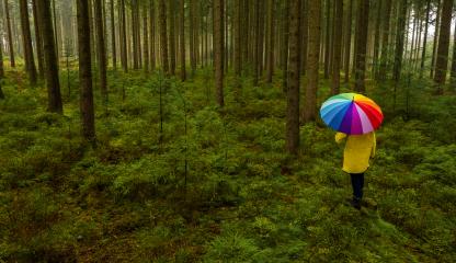 Aerial view of man holding rainbow umbrella in the dark pine tree forest - view from a drone- Stock Photo or Stock Video of rcfotostock | RC Photo Stock