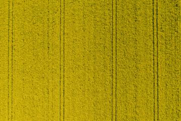 Aerial view over the Canola agricultural field : Stock Photo or Stock Video Download rcfotostock photos, images and assets rcfotostock | RC Photo Stock.: