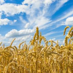 agriculture cornfield with blue sky- Stock Photo or Stock Video of rcfotostock | RC-Photo-Stock