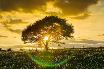 Alone tree onspring meadow at sunset with sunray and Cloudy Sky : Stock Photo or Stock Video Download rcfotostock photos, images and assets rcfotostock | RC Photo Stock.:
