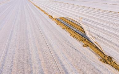 Asparagus varnish with asparagus plants (Asparagus officinalis) under a foil that is supposed to heat the soil and cause an early harvest, vertical aerial view of the asparagus varnish, drone shot- Stock Photo or Stock Video of rcfotostock | RC-Photo-Stock