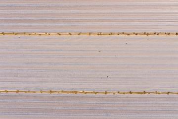 Asparagus varnish with asparagus plants (Asparagus officinalis) under a foil that is supposed to heat the soil and cause an early harvest, vertical aerial view of the asparagus varnish, drone shot- Stock Photo or Stock Video of rcfotostock | RC Photo Stock