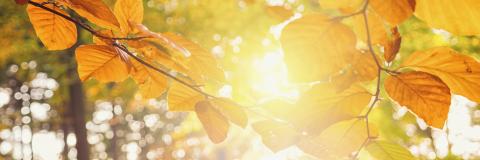 Autumn leaves on the sun and blurred trees . Fall season background - Stock Photo or Stock Video of rcfotostock | RC-Photo-Stock