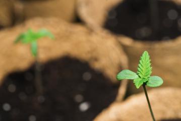 baby cannabis plant. Vegetative stage of marijuana growing. Indoor marijuana growing concept image- Stock Photo or Stock Video of rcfotostock | RC Photo Stock