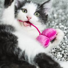 baby katze spielt mit pinkem katzen Spielzeug- Stock Photo or Stock Video of rcfotostock | RC Photo Stock
