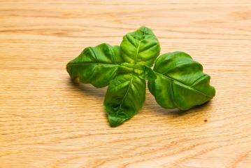 basil leaf : Stock Photo or Stock Video Download rcfotostock photos, images and assets rcfotostock | RC-Photo-Stock.:
