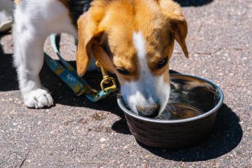 beagle dog drinking water out of a metal bowl- Stock Photo or Stock Video of rcfotostock | RC-Photo-Stock
