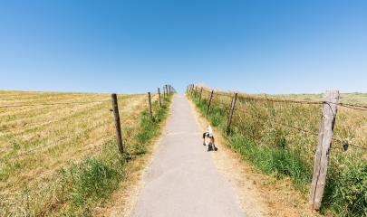 Beagle dogs walking on a path in to the blue sky- Stock Photo or Stock Video of rcfotostock | RC Photo Stock