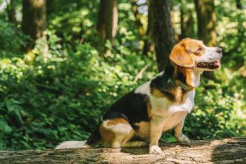 Beautiful Beagle dog in the woods, copyspace for your individual text- Stock Photo or Stock Video of rcfotostock | RC-Photo-Stock