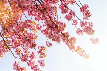Beautiful cherry blossom in spring time : Stock Photo or Stock Video Download rcfotostock photos, images and assets rcfotostock | RC Photo Stock.: