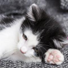 beautiful cute citten : Stock Photo or Stock Video Download rcfotostock photos, images and assets rcfotostock | RC Photo Stock.: