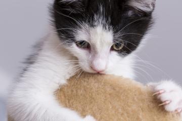 beautiful cute citten grabs onto the scratching post- Stock Photo or Stock Video of rcfotostock | RC Photo Stock
