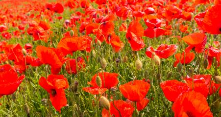 Beautiful field of red poppies : Stock Photo or Stock Video Download rcfotostock photos, images and assets rcfotostock | RC-Photo-Stock.: