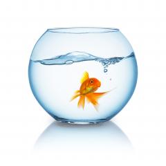 beautiful goldfish in a fishbowl : Stock Photo or Stock Video Download rcfotostock photos, images and assets rcfotostock | RC-Photo-Stock.: