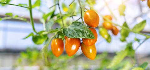 Beautiful red ripe small tomatoes grown in a greenhouse. Delicious red tomatoes hanging on the vine of a tomato plant : Stock Photo or Stock Video Download rcfotostock photos, images and assets rcfotostock | RC Photo Stock.: