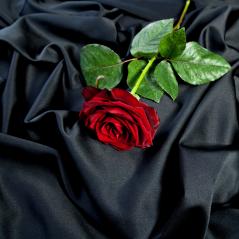 beautiful red rose on a background of black satin : Stock Photo or Stock Video Download rcfotostock photos, images and assets rcfotostock | RC-Photo-Stock.: