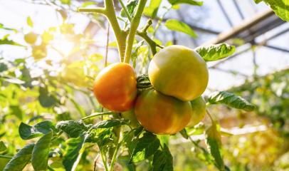 Beautiful tomatoes plant on branch in green house in foreground, shallow dept of field, copy space , organic tomatoes  : Stock Photo or Stock Video Download rcfotostock photos, images and assets rcfotostock | RC Photo Stock.: