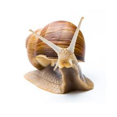 Big garden snail (Helix aspersa)- Stock Photo or Stock Video of rcfotostock | RC Photo Stock