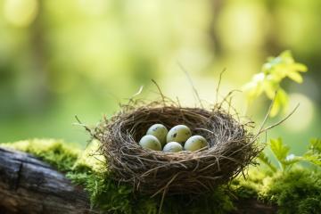 Bird nest with four speckled eggs on a moss-covered log
- Stock Photo or Stock Video of rcfotostock | RC Photo Stock