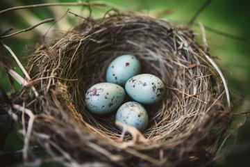 Bird's nest with three speckled eggs among green leaves
 : Stock Photo or Stock Video Download rcfotostock photos, images and assets rcfotostock | RC Photo Stock.: