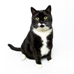 black cat sitting and looking arrount domestic animal on white background- Stock Photo or Stock Video of rcfotostock | RC Photo Stock