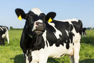 Black cow on meadow agriculture landscape : Stock Photo or Stock Video Download rcfotostock photos, images and assets rcfotostock | RC-Photo-Stock.: