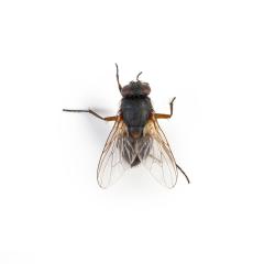 Black housefly on white background- Stock Photo or Stock Video of rcfotostock | RC Photo Stock