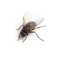 Black housefly on white background- Stock Photo or Stock Video of rcfotostock | RC Photo Stock