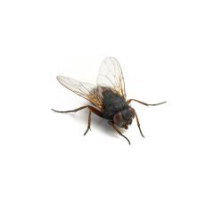 Black housefly on white background : Stock Photo or Stock Video Download rcfotostock photos, images and assets rcfotostock | RC Photo Stock.: