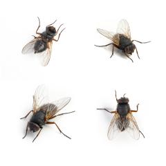 Black housefly set on white background- Stock Photo or Stock Video of rcfotostock | RC Photo Stock