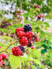 blackberry in forest : Stock Photo or Stock Video Download rcfotostock photos, images and assets rcfotostock | RC Photo Stock.:
